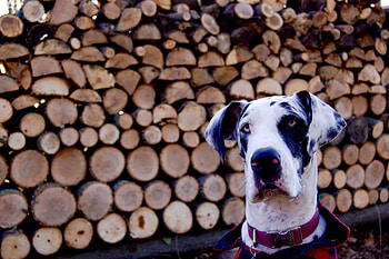 Harlequin, Great Danes HD wallpaper