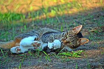 Animals, Cat, Lies, Striped, Playful HD wallpaper
