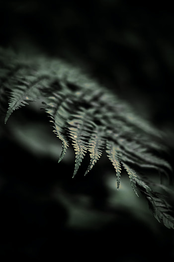 Macro, Fern, Sheet, Leaf, Focus HD phone wallpaper