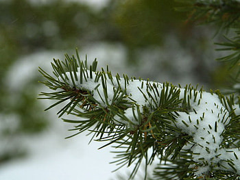 WINTER PINES, winter, nature, pines, snow HD wallpaper