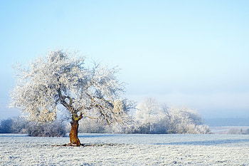 Winter Tree, Nature, Winter, snow, Tree HD wallpaper