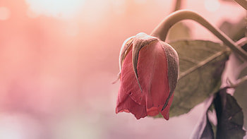 Rose, Bud, Nature, Flower HD wallpaper