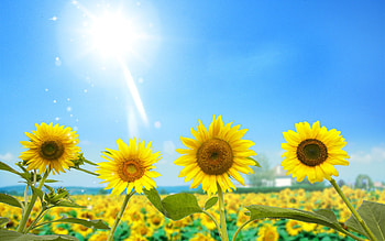 Sunflower garden, nature, sunflower, yellow, flower HD wallpaper