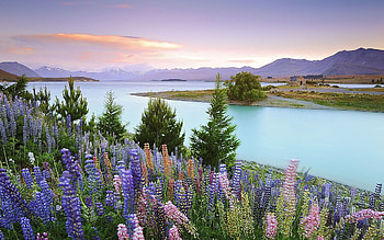 Blue bell flowers by Lake Tekapo, New Zealand, wildflowers, hills, clouds, trees, landscape, sky, sunset HD wallpaper