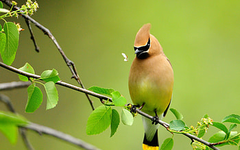 Animals, Birds HD wallpaper