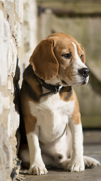 Beagle dog, Adorable pet, Animal companion, Loyal friend HD phone wallpaper