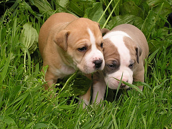 Sweet brothers exploring the world, animal, dog, puppy, grass, friend, pet HD wallpaper