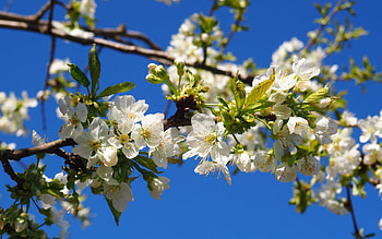 Cherry Blossoms, white, tree, blossoms, cherry, spring HD wallpaper