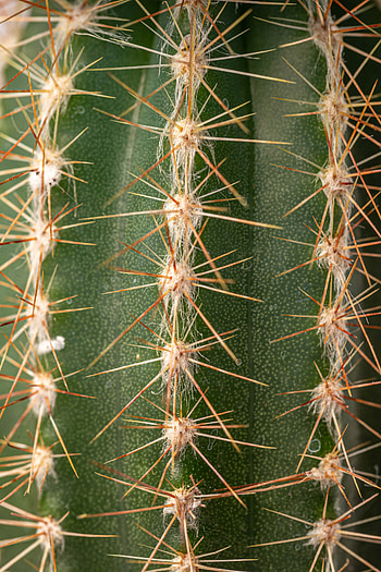 Plant, Macro, Cactus, Thorns, Prickles HD phone wallpaper