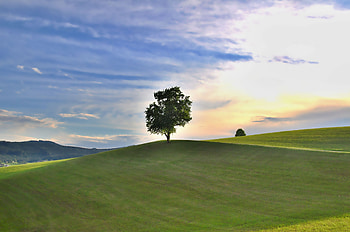 Landscape, nature, grass field, lone tree HD wallpaper