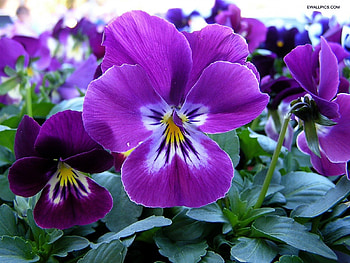 Purple flower, purple, beautiful, colourfull, flower HD wallpaper