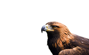 High-Quality Eagle , Captivating Golden Feathers, Exquisite Wildlife graphy, Delight HD wallpaper