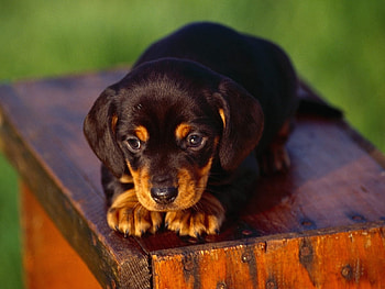 Animals, Dogs HD wallpaper