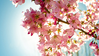 Flowers Sky Nature Light, flowers, nature, sky, light HD wallpaper