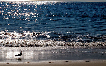 Animals, Sunset, Sea, Bird, Gull, Seagull HD wallpaper