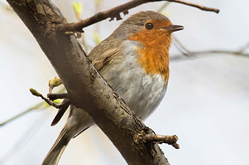 Robin nest song, Habitat exploration, Harmonious melodies, Plant life HD wallpaper