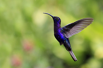 Hummingbird, Birds, Animal HD wallpaper