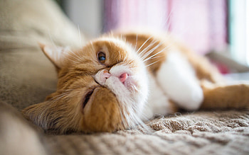 Exotic Shorthair Cat, Lazy cat, Funny cat, Cute animals HD wallpaper