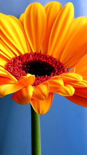 Flowers , Yellow Flower HD phone wallpaper