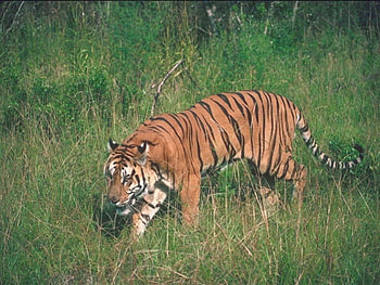 Tiger, tigers, animals HD wallpaper