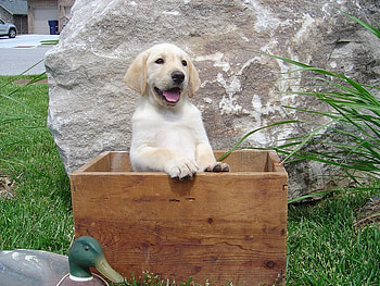 I Like this Box, dog, grass, box, rock HD wallpaper