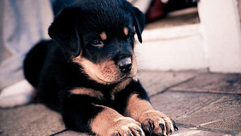 Rottweiler Puppy, dog, puppies, puppy, rottweiler HD wallpaper
