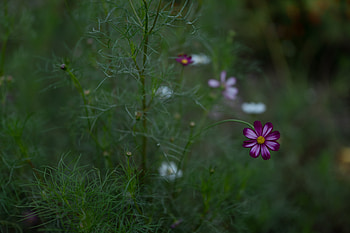 Flowers, Grass, Flower, Blur, Smooth, Bloom, Flowering, Field, Kosmeya, Cosmos HD wallpaper