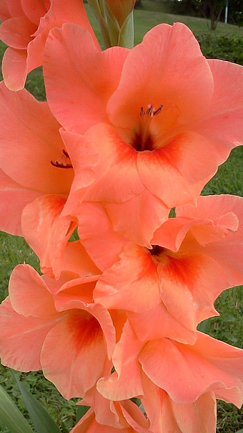 Gladioli, Red HD phone wallpaper