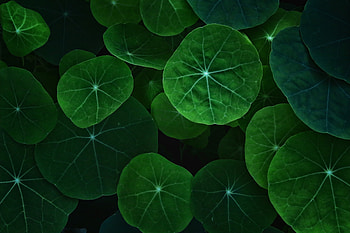 Leaf, leaf, nature HD wallpaper