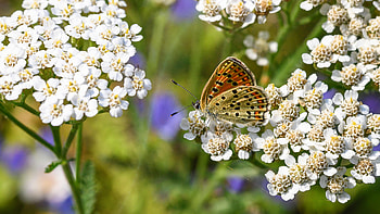 Butterfly, animal, flowers, insect HD wallpaper