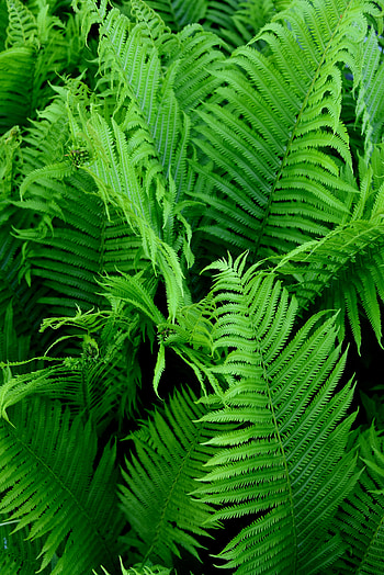 Nature, Bush, Plant, Macro, Fern, Branch HD phone wallpaper