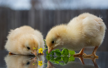 Chicks, animal, bird, couple, pasare, cute, pui HD wallpaper
