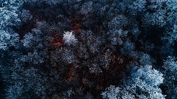 The Red Ice Forest, forest, ice, red, winter, ice, graphy HD wallpaper