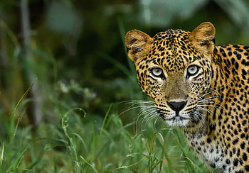 Animals, Leopard, Spotty, Spotted, Predator, Big Cat, Sight, Opinion HD wallpaper