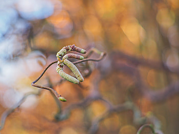 Plant, Macro, Branch, Spring, Kidney, Kidneys HD wallpaper