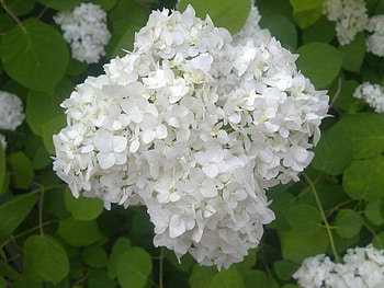 Plants, Flowers, Lilac HD wallpaper