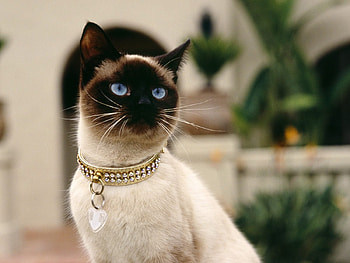 Animals, Cats HD wallpaper