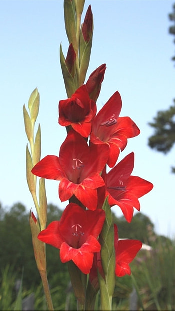 Gladioli, Red, Gladioli Red HD phone wallpaper