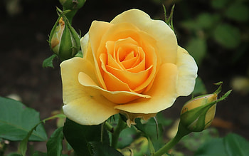 Rose, England, flower, yellow HD wallpaper