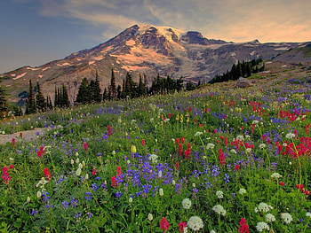 Landscape, Flowers, Mountains HD wallpaper