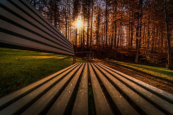 Trees Sunbeams View Bench , sunbeam, nature, trees, forest, bench HD wallpaper