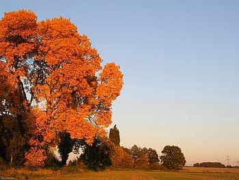 Nature, Trees, Sky, Autumn, Leaves, Field HD wallpaper