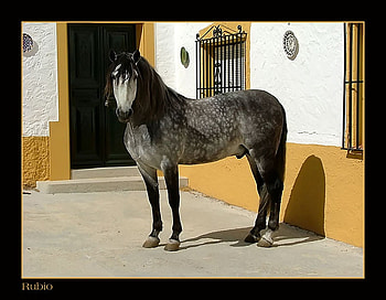 Dapple Grey Spanish Horse, spanish, andalusian, horses, grey, dapple grey HD wallpaper