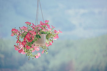 Capture of vibrant pink petunias in a hanging pot against a blurred natural background. HD wallpaper