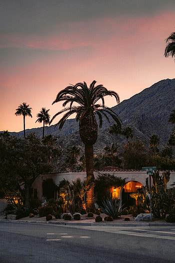Plants, Nature, Cactuses, Palms, Building, Slope HD phone wallpaper