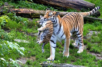 animal, cats, anials, wild HD wallpaper