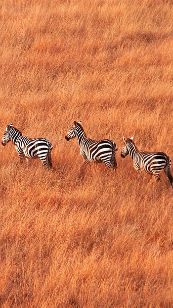 Herd of zebras, Walking across savanna, Maasai Mara Reserve HD phone wallpaper