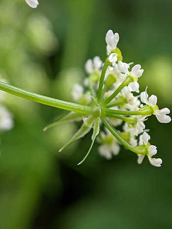 Chervil, Turnip rooted chervil, Chaerophyllum bulbosum HD phone wallpaper