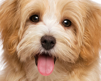 Puppy, animal, dog, pink, face, cute, tongue, caine HD wallpaper