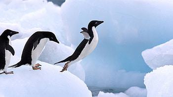 Animals, Snow, Wings, Bounce, Jump, Paws, Penguin HD wallpaper